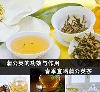 蒲公英茶的功效與作用