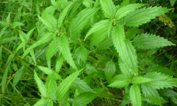 蕁麻茶的功效，蕁麻的功效 - 山崖茶談