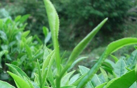 六安瓜片的產(chǎn)地和功效是什么？