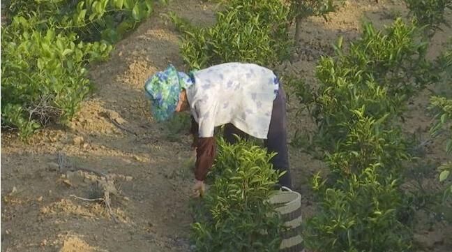 漳州詔安：走茶旅融合路子，做好富硒茶文章