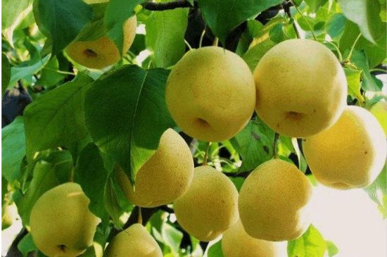 一把真正的本山綠泥壺最低多少錢，什么價(jià)格能買到本山綠泥紫砂壺？