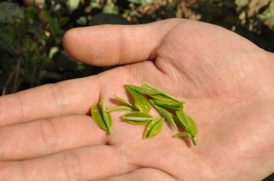 木魚石茶壺適合泡什么茶，木魚石泡啥茶好