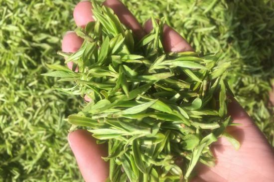龍井好喝還是毛尖好喝，綠茶是龍井好還是毛尖好？