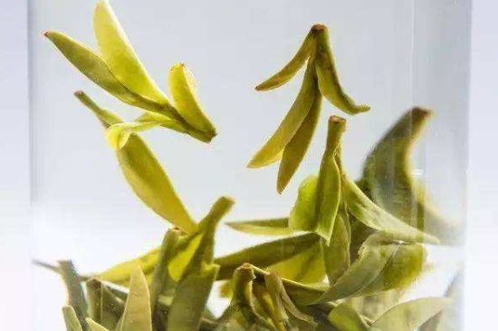 烏牛早和龍井的區別圖片，龍井43號和烏牛早茶的對比