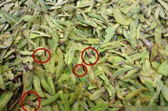 烏牛早和龍井的區別圖片，龍井43號和烏牛早茶的對比