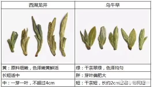 烏牛早和龍井的區別圖片，龍井43號和烏牛早茶的對比