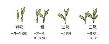 烏牛早和龍井的區別圖片，龍井43號和烏牛早茶的對比
