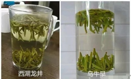 烏牛早和龍井的區別圖片，龍井43號和烏牛早茶的對比