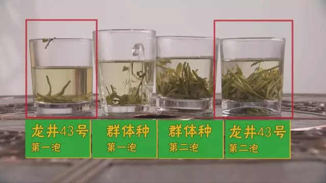 烏牛早和龍井的區別圖片，龍井43號和烏牛早茶的對比