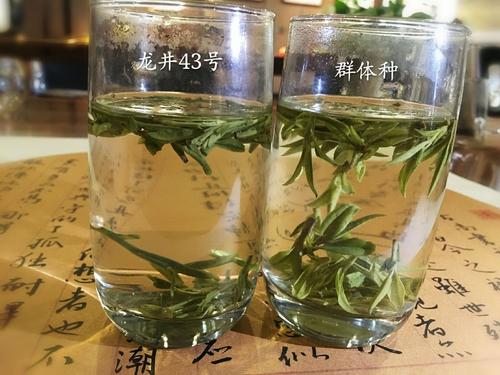 烏牛早和龍井的區別圖片，龍井43號和烏牛早茶的對比
