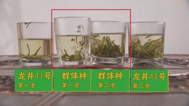 烏牛早和龍井的區別圖片，龍井43號和烏牛早茶的對比