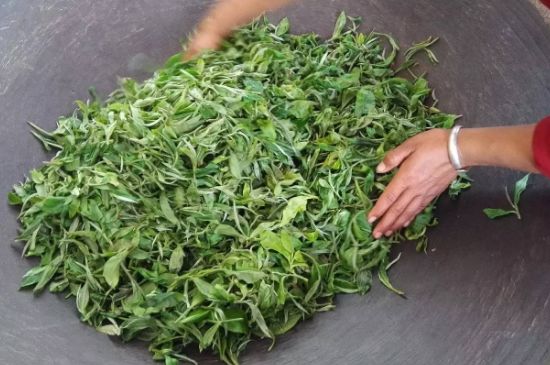 龍井茶炒茶葉怎么炒出好茶色，茶葉怎樣做出來最綠？
