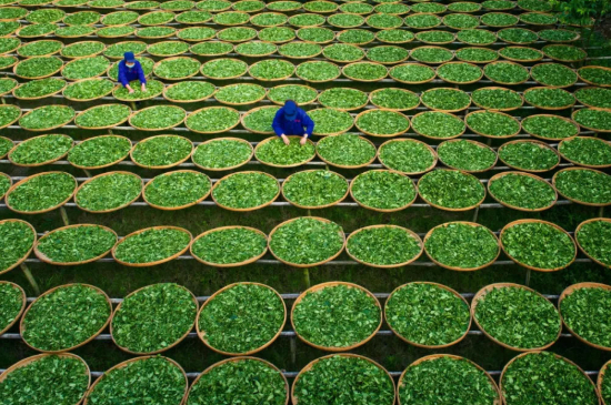 綠茶加工工藝流程圖，綠茶的加工制作包含哪幾個步驟？