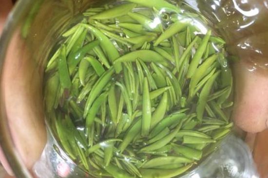 雀舌有一股青草味，雀舌為什么有青草味？
