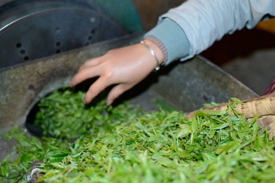 雀舌有一股青草味，雀舌為什么有青草味？
