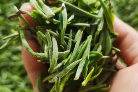 金壇雀舌算不算好茶，金壇雀舌屬于什么檔次茶葉？