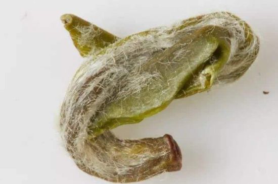 羊巖勾青是綠茶嗎，羊巖勾青茶屬于什么茶？