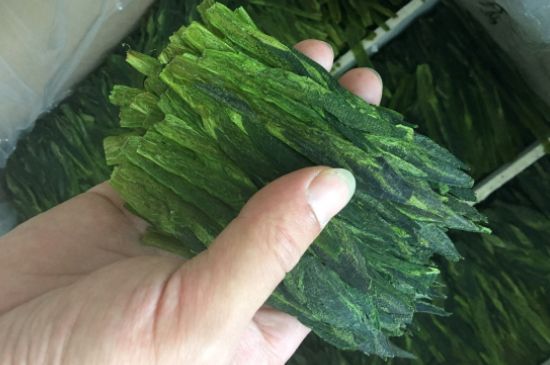 什么綠茶味道濃香，那個綠茶比較濃香？