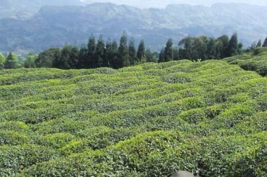 蒙頂山茶種類，蒙頂山哪種茶好？