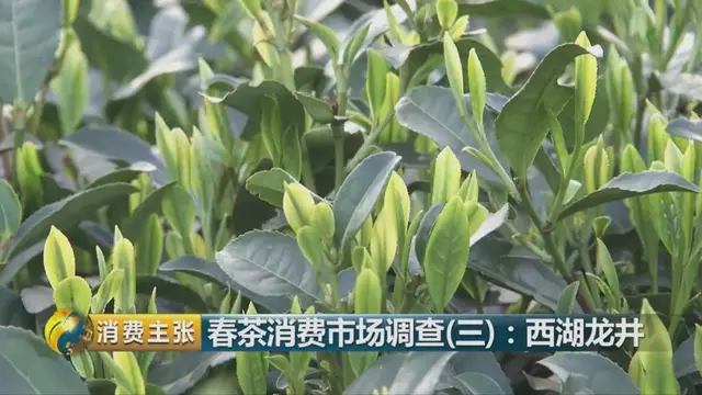 龍井群體種和43號的區別圖片，龍井43和群體種哪個好喝？