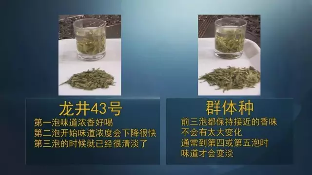 龍井群體種和43號的區別圖片，龍井43和群體種哪個好喝？