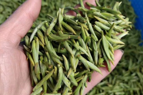 龍井茶好壞的鑒別圖片，如何區別龍井茶的好壞？