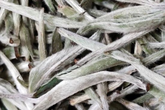 春茶上市白茶的好壞怎么區(qū)分，春白茶怎么分辨好不好？
