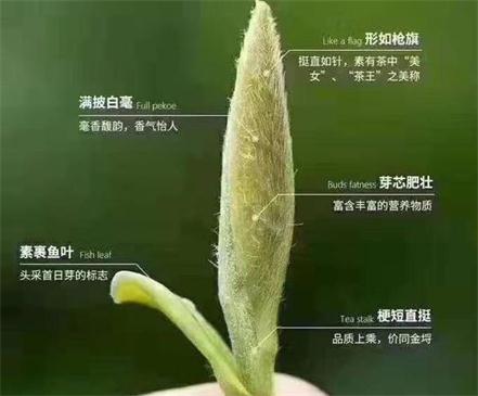 春茶季怎么辨別白毫銀針的好壞，好的白毫銀針如何選購？