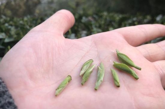 春茶季怎么辨別白毫銀針的好壞，好的白毫銀針如何選購？