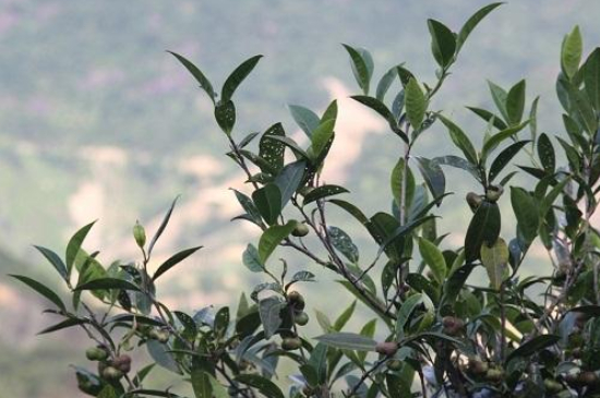 單叢茶十大香型以及常見品種大全，潮安鳳凰單樅十大名香歸類
