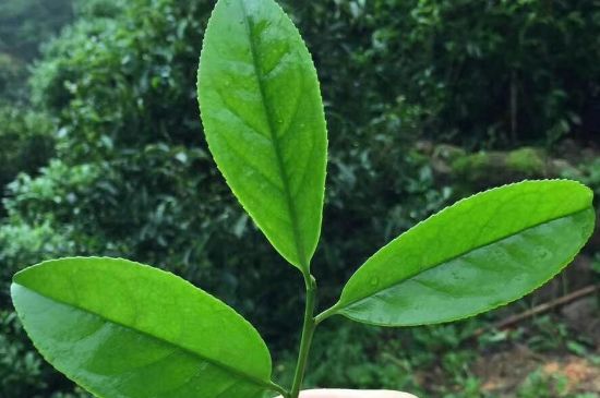 鋸朵仔跟鴨屎香哪個(gè)貴，鋸朵子和鴨屎香哪個(gè)好喝？