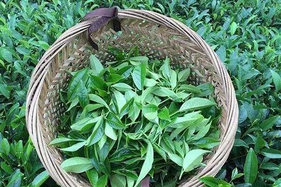 鴨屎香單叢雪片茶的特點，鳳凰雪片茶有什么特點？