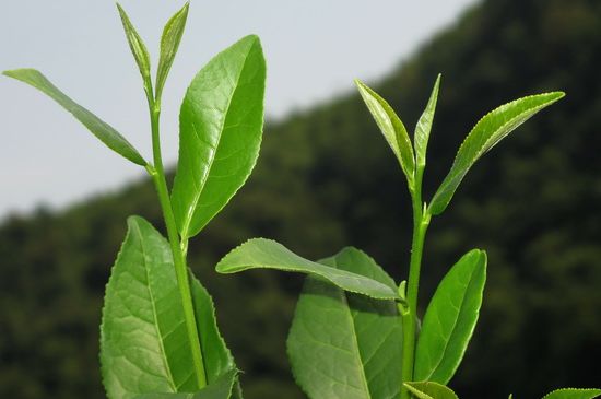 單樅茶什么季節最好喝，鳳凰單叢茶春茶好還是秋茶好？