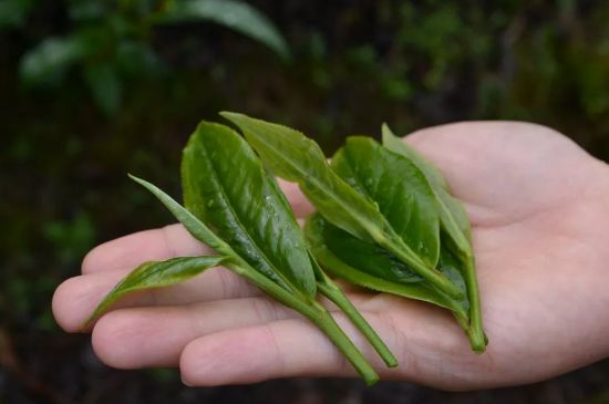 單樅茶什么季節最好喝，鳳凰單叢茶春茶好還是秋茶好？
