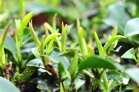 單樅茶什么季節最好喝，鳳凰單叢茶春茶好還是秋茶好？