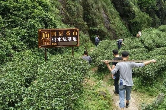 300塊錢的金駿眉能喝嗎，兩三百多金駿眉和一千多區別