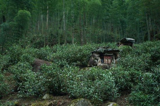 300塊錢的金駿眉能喝嗎，兩三百多金駿眉和一千多區別
