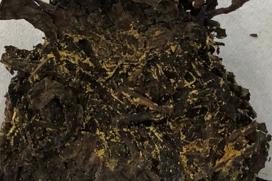 怎么知道涇渭茯茶是否變質，茯磚茶金花和發霉的區別