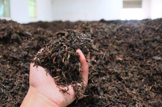 茯磚茶與普洱茶哪個好，茯茶和普洱茶口味區別