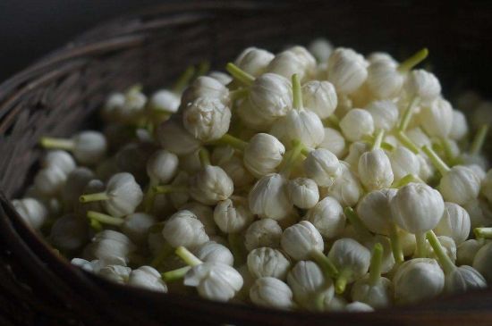 茉莉花茶與什么相克，茉莉花搭配禁忌