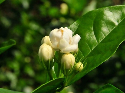 好茉莉茶多少錢一斤，茉莉花茶價格