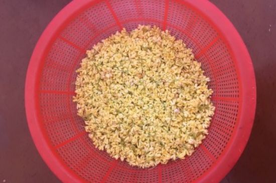 干桂花茶的制作方法，怎樣自制桂花茶？