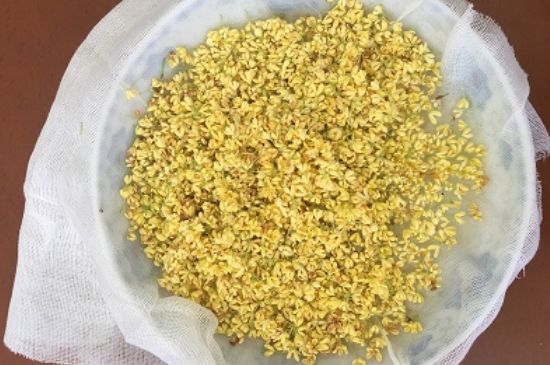 干桂花茶的制作方法，怎樣自制桂花茶？