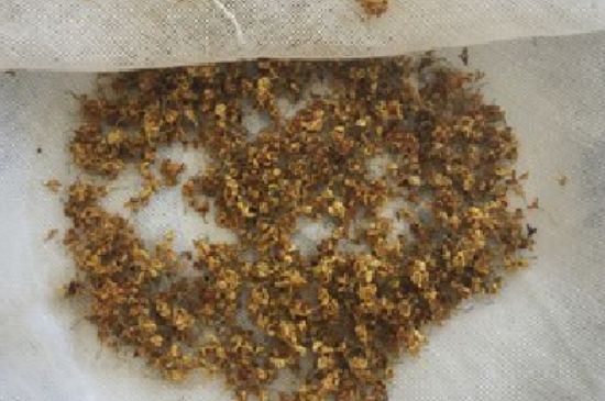 干桂花茶的制作方法，怎樣自制桂花茶？