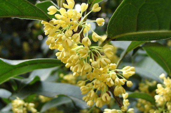 干桂花茶的制作方法，怎樣自制桂花茶？