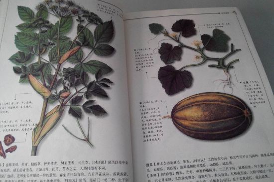 中國茶葉的發展歷史文化