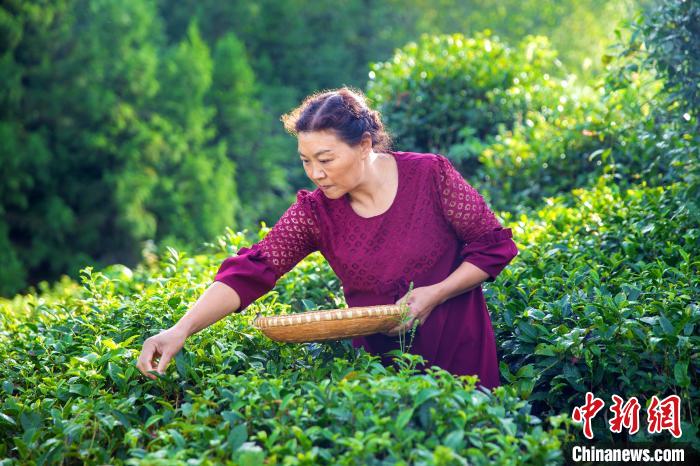 尹炳珍在茶園采茶(資料圖) 受訪者 供圖