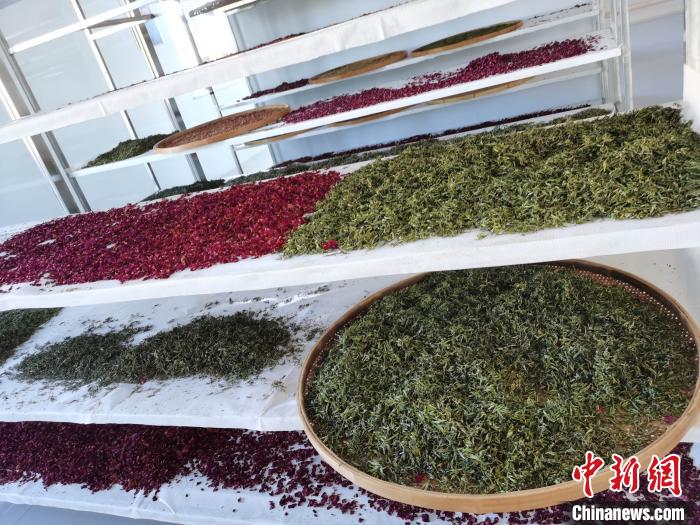 圖為王玲玲收購的各種山茶。　王鳴遠 攝