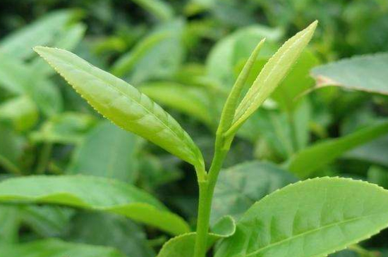 最耐泡的茶葉排名，什么茶葉經久耐泡？