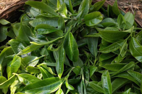 最耐泡的茶葉排名，什么茶葉經久耐泡？